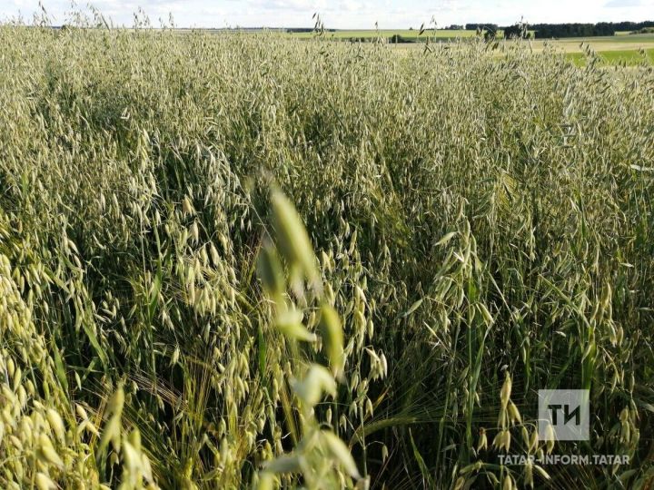 Солы бавырны чистарта