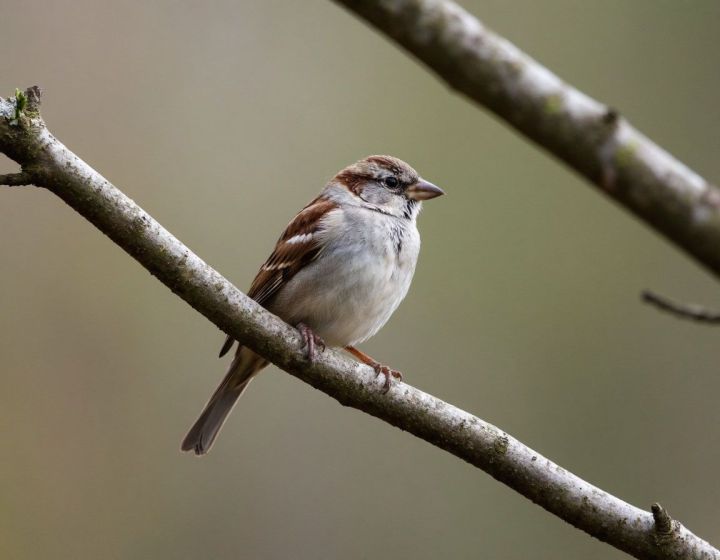 Погода на 24 февраля: облачно, снег и гололедица