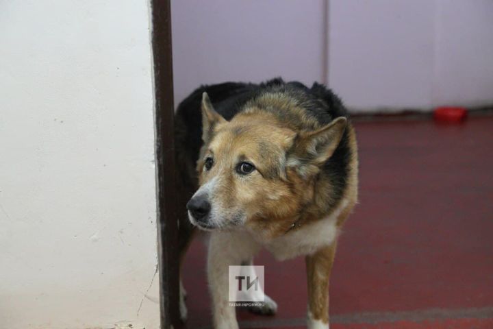 Бавлинский начальник ветобъединения объяснил, почему не рекомендуется кормить бездомных животных