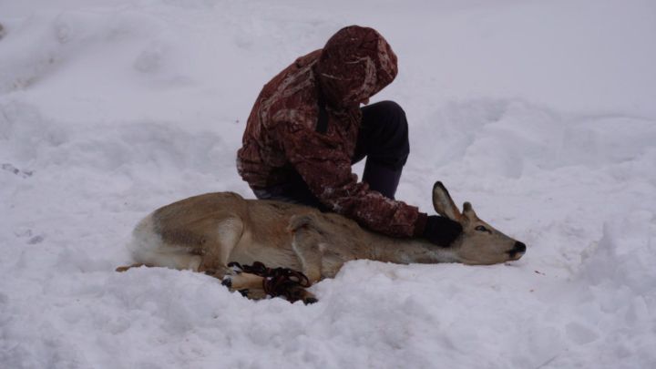 В Бавлах спасли косулю