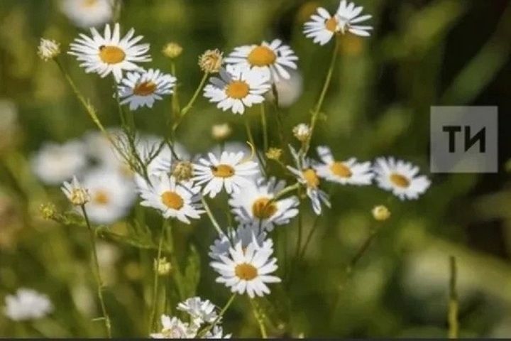 26 майга сынамышлар