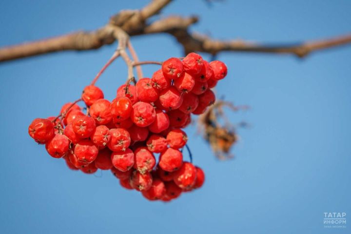 Һәр көнне кичен әлеге җимешне ашагыз