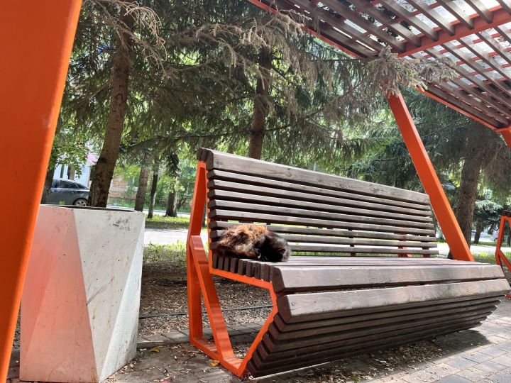 Бавлинцев сегодня ожидает дождливая и ветреная погода