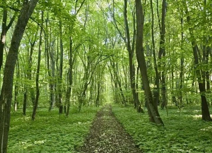 Переменная облачность и до +27 °С: прогноз погоды в Татарстане на 9 июня