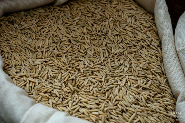 В РТ в партии ячменя обнаружен живой хлебный клещ