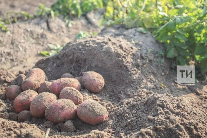 Бәрәңгенең сабаклары кап-кара: алырга кирәкме, көтәргәме?