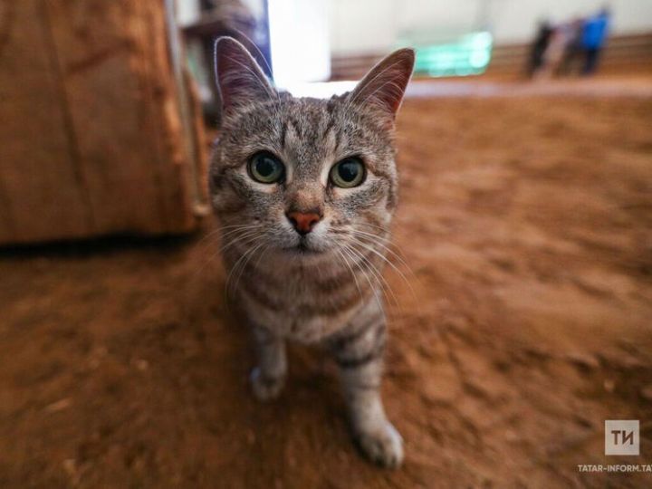 Площадь Октября в Бавлах станет местом встречи тех, кто ищет домашнего питомца