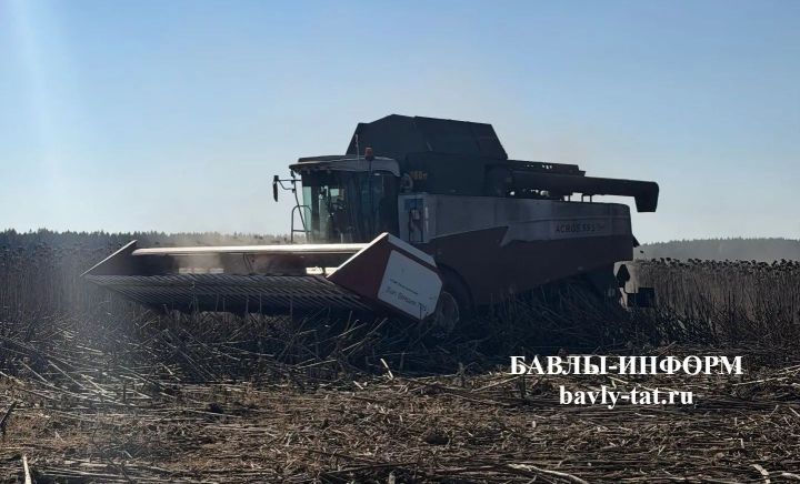 Баулының “Исламгалиевләр” хуҗалыгы көнбагыш суктыра башлады