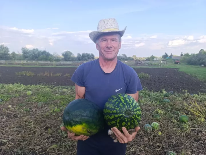 Баулы районында яшәүче Марат Вәлитов карбыз үстерергә ярата
